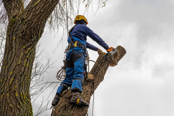 Best Root Management and Removal  in Britton, SD