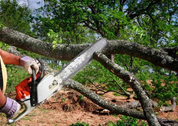 Tree and Shrub Care in Britton, SD